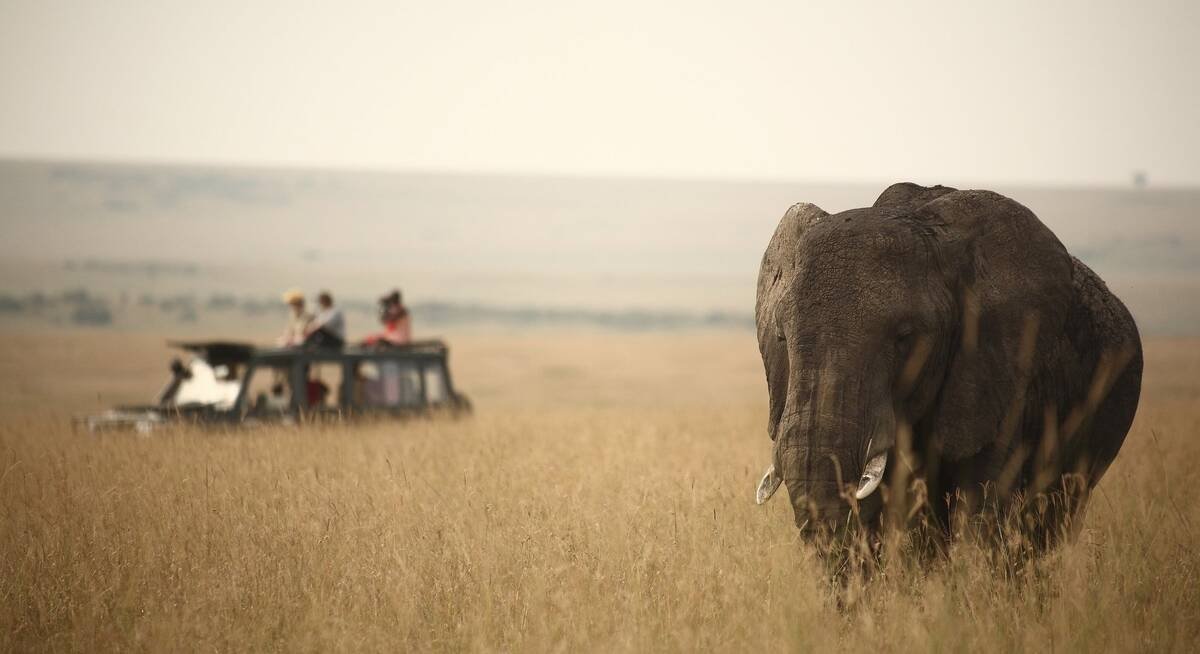 Tanzania Safari Background