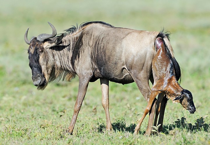 6-Day Season for the Calving of Wildebeest in Ndutu Area