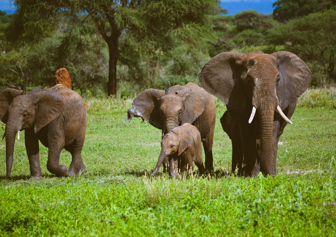 Tarangire Safari Success