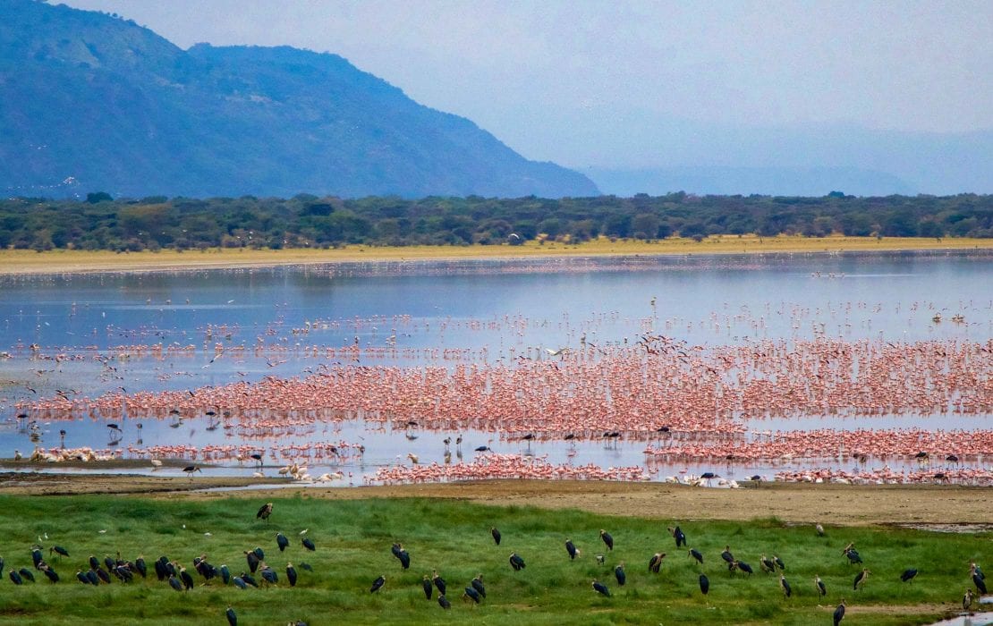 Lake Manyara Safari Success